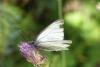 Pieris bryoniae